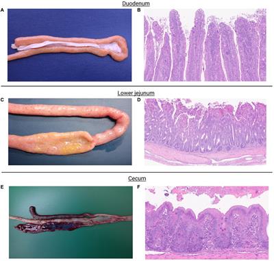 Assessing the effects of a mixed Eimeria spp. challenge on performance, intestinal integrity, and the gut microbiome of broiler chickens